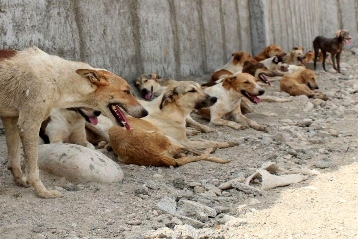 حمله سگ های ولگرد به نوجوان اهوازی/ ادامه سریال حملات سگ‌های ولگرد به مردم