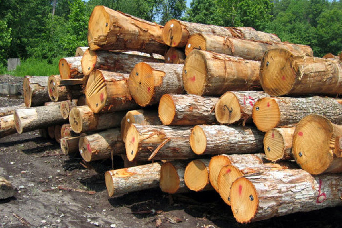 کشف ۲ تن چوب جنگلی قاچاق در ساری 