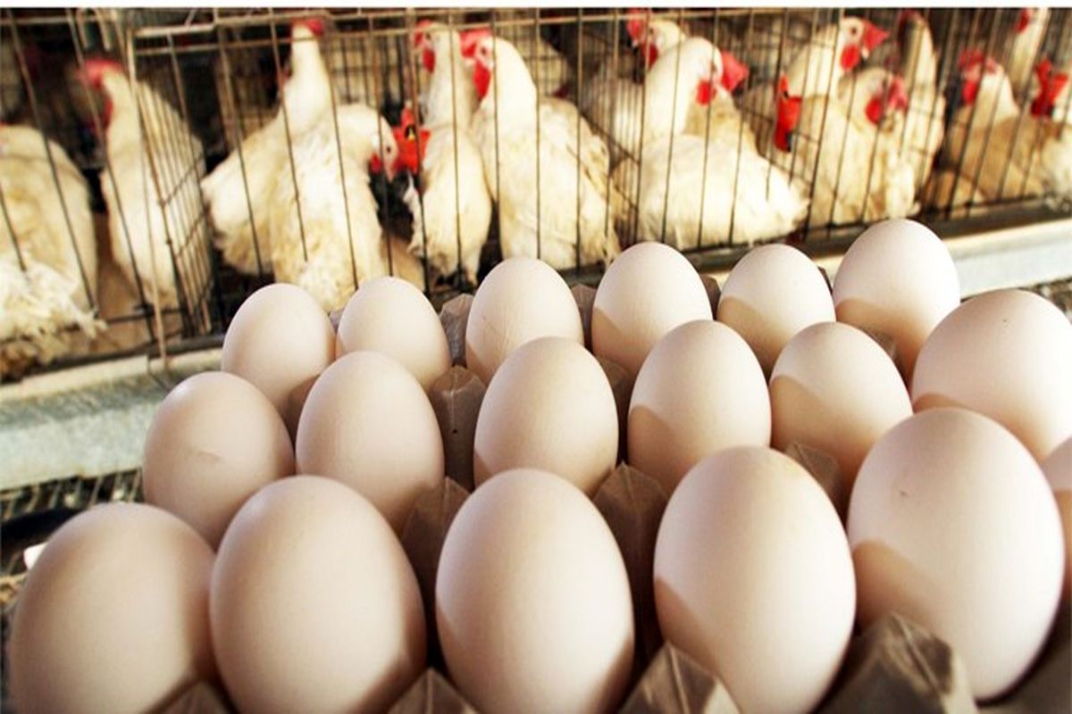 افزایش سرعت در خرید تضمینی گوشت قرمز، مرغ و تخم مرغ