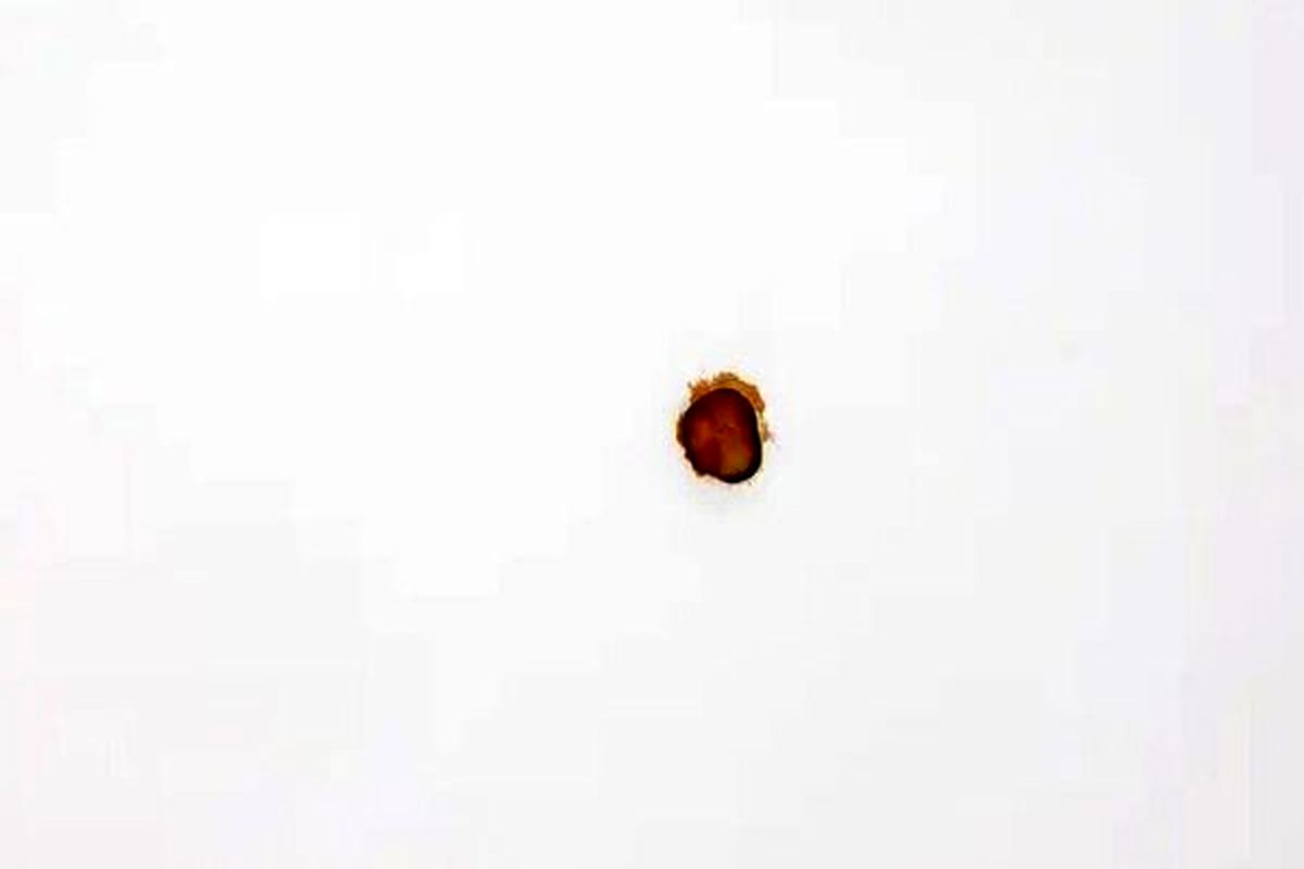 قیمت این خیارشور ۲۶۰ میلیون تومان است + عکس