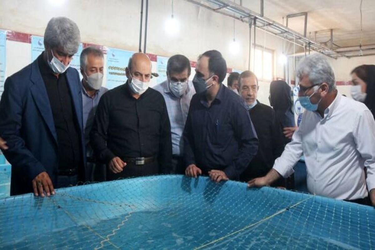 رونمایی از پروژه دانش بنیان مولد سازی و تکثیر مصنوعی ماهی باس دریایی آسیایی در بندر امام خمینی(ره)