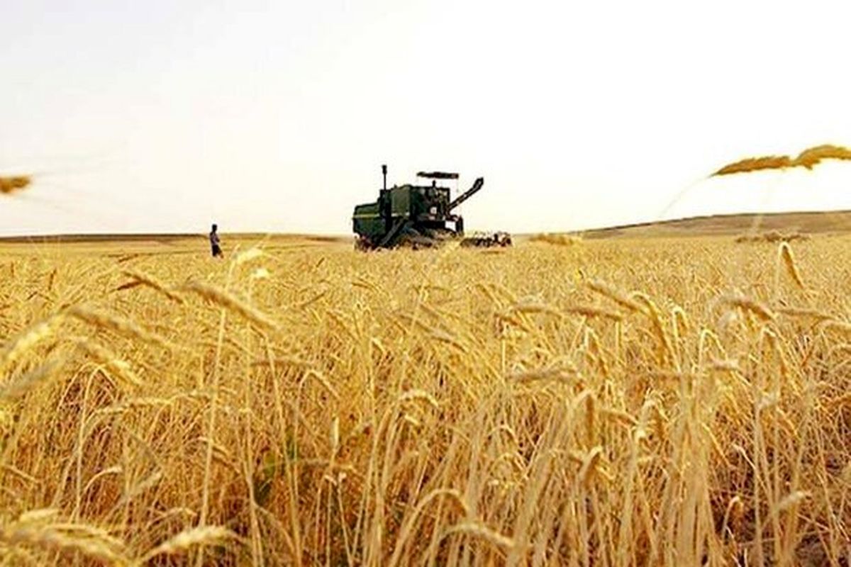 خرید بیش از ۱۷۴ هزار تن گندم از کشاورزان اردبیلی
