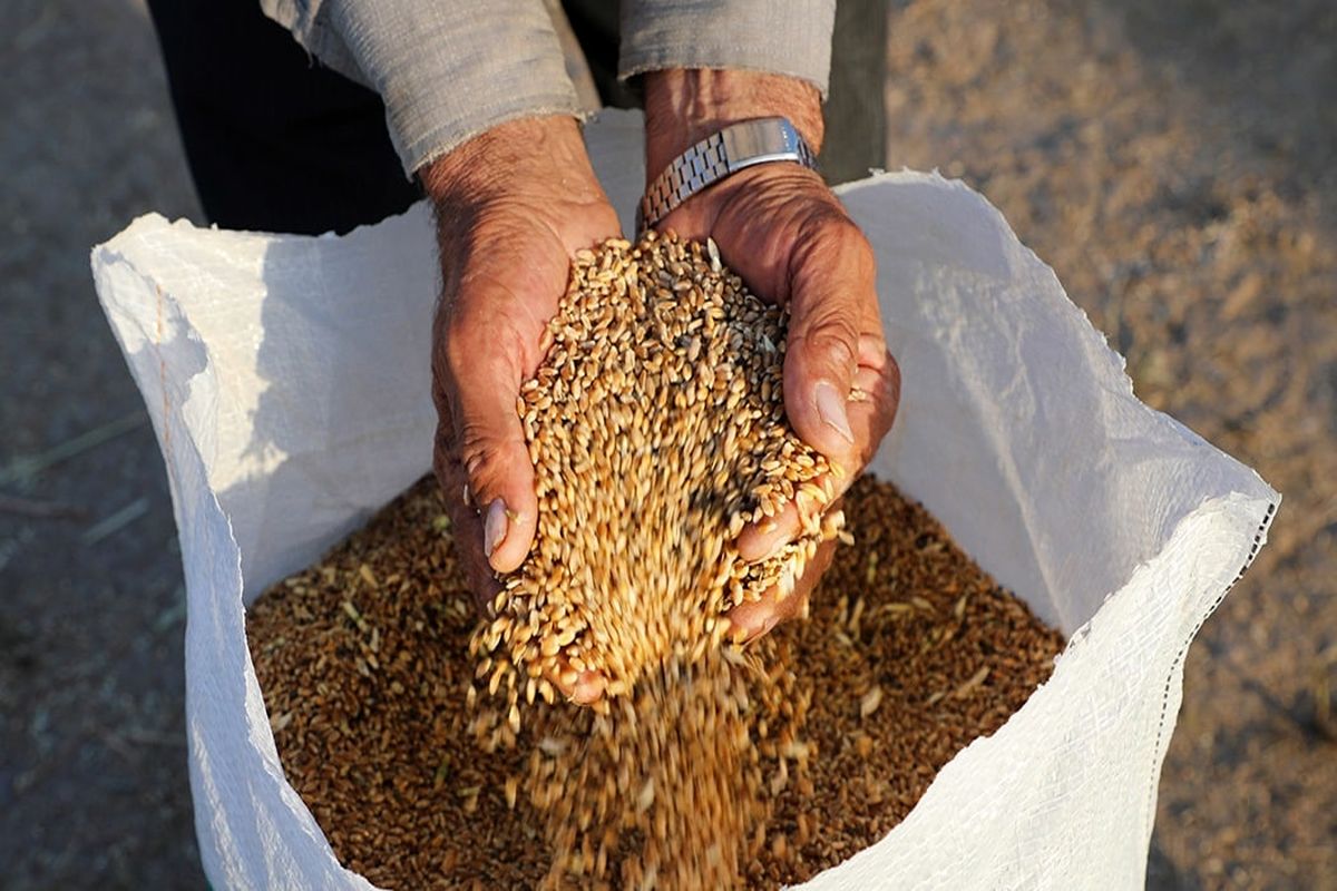 خریداری بیش از ۱۷۴ هزار تن گندم از کشاورزان استان اردبیل
