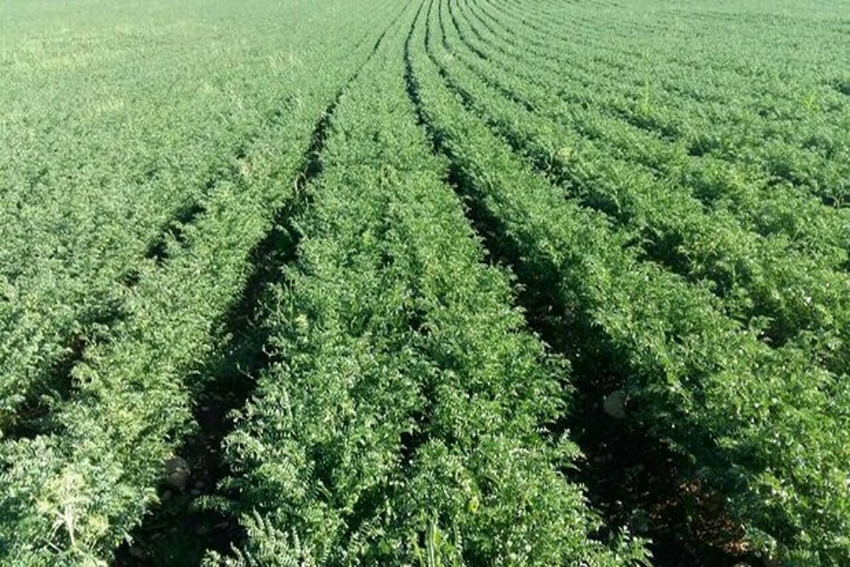 محدودیت کشت دوم در فامنین/ با کشاورزان متخلف برخورد خواهد شد