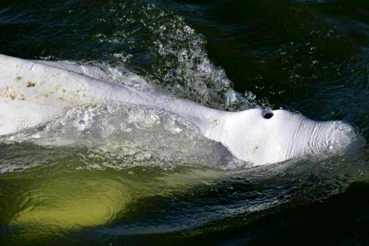 تلاش برای بازگرداندن نهنگ گرفتار شده در رود "سن"