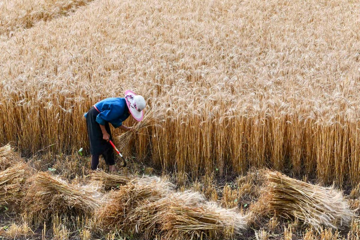 خرید تضمینی از ۸۸ هزار تن گندم در استان زنجان