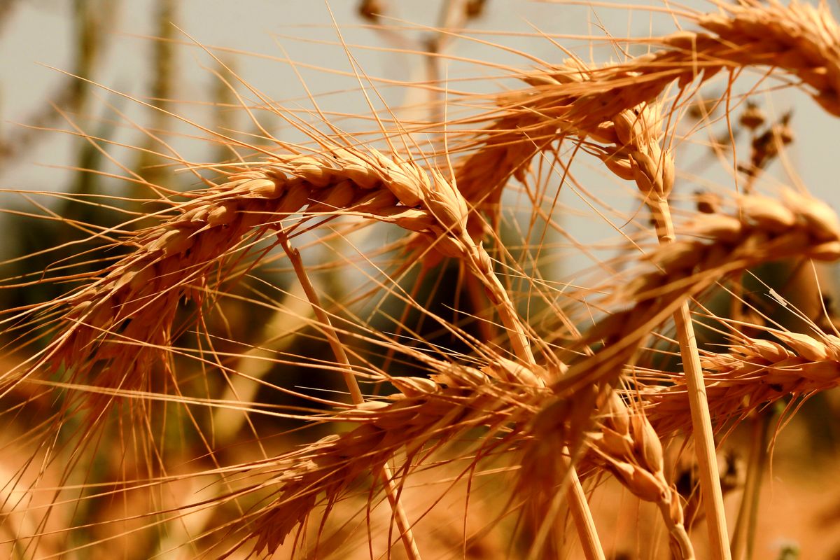 خرید تضمینی ۲۵۵ هزارتن گندم مازاد بر نیاز کشاورزان در لرستان