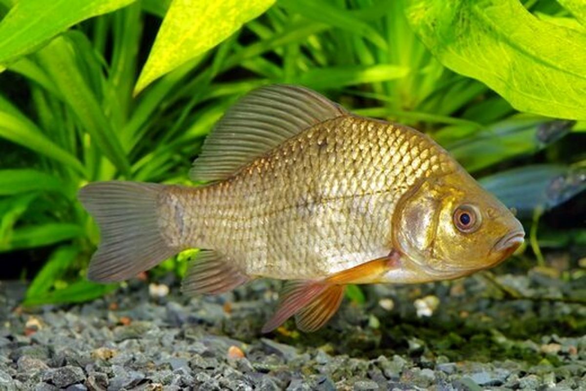 اختراع جالب پسری که دوست داشت با ماهی‌هایش به گردش برود! +تصاویر