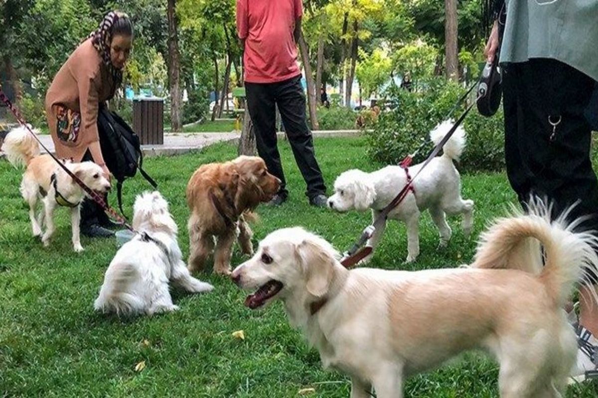 بی تفاوتی به قانون ممنوعیت ورود سگ‌ها در بوستان‌ها