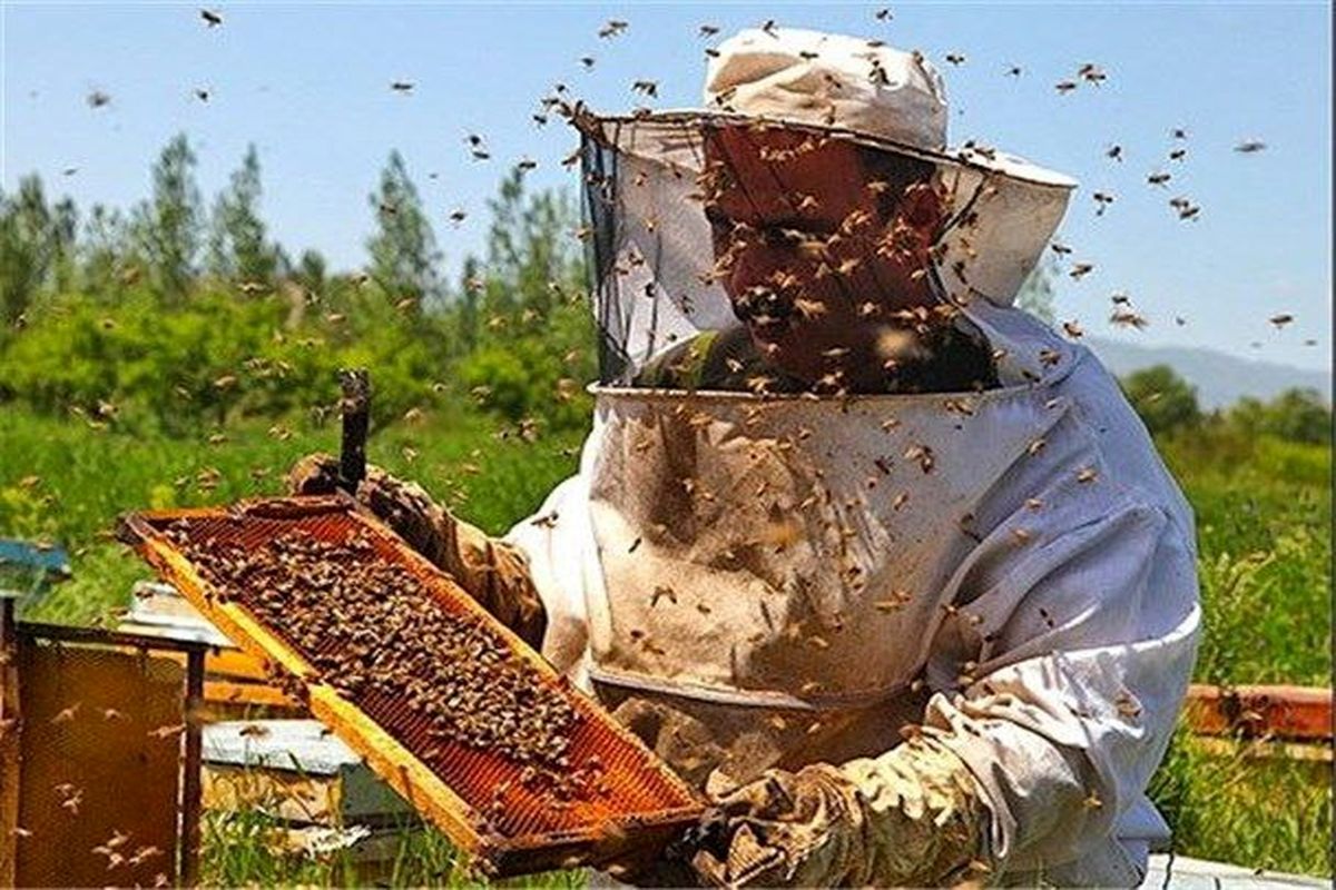 رکورد تولید  ۱۵۶ کیلوگرم عسل از ۷ طبقه با یک "ملکه" در دلفان