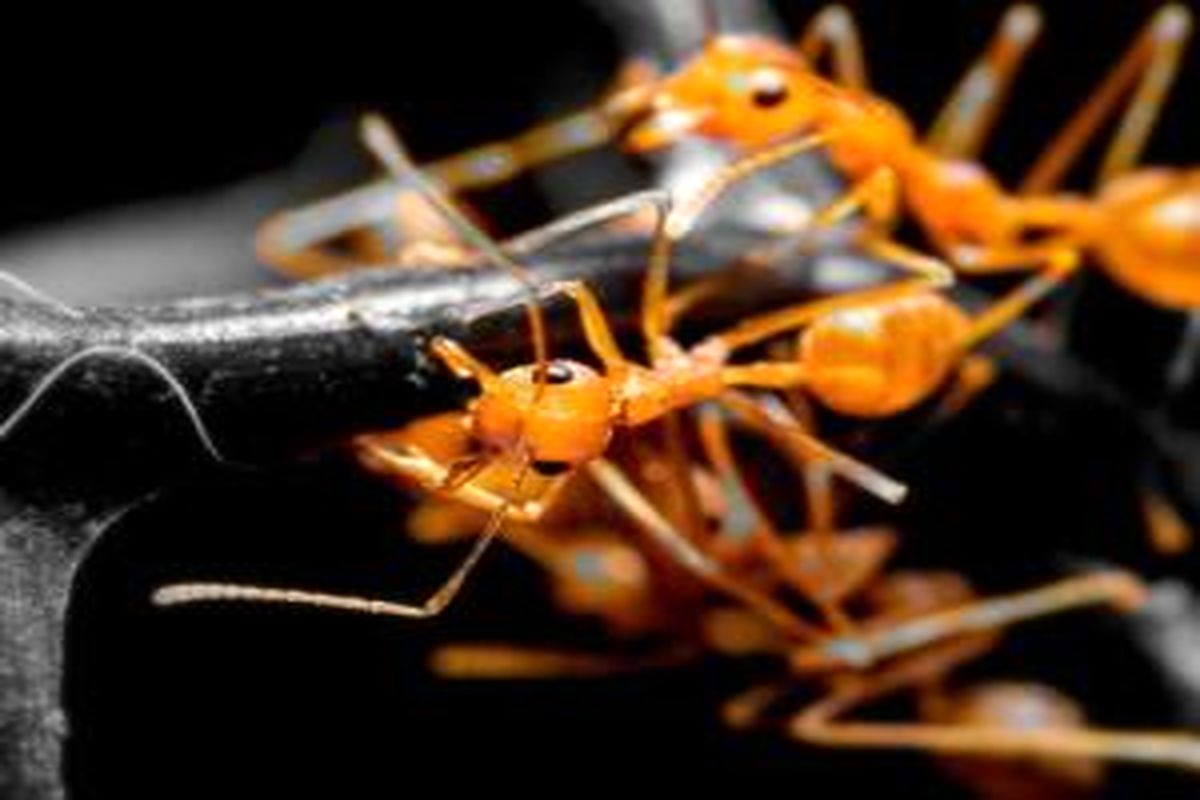 ۱۱ روش خانگی و طب سنتی برای فراری دادن انواع مورچه