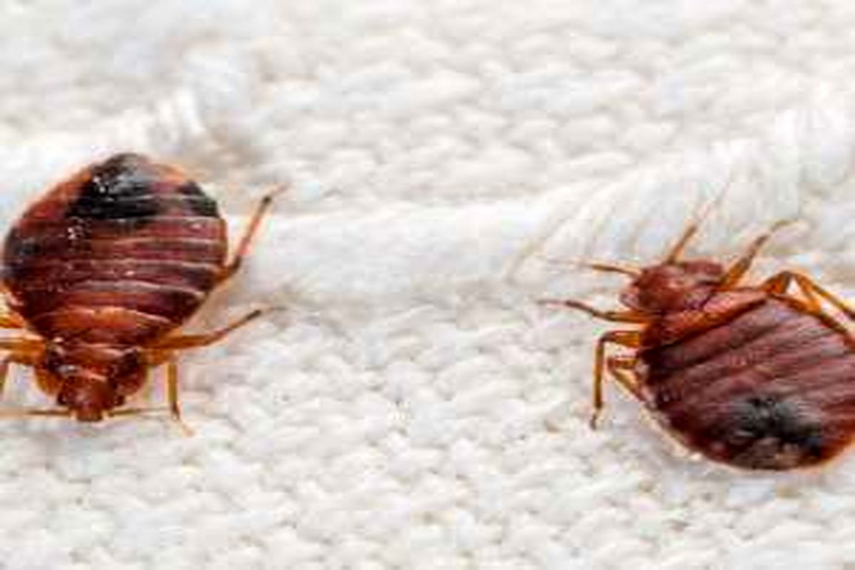 قوی ترین راه دور کردن حشرات موذی از رختخواب
