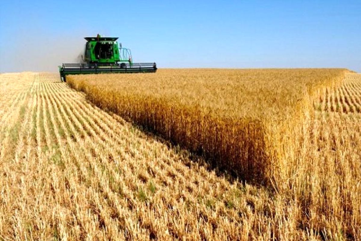 ۱۳ هزار تن گندم از کشاورزان نکا خریداری شد