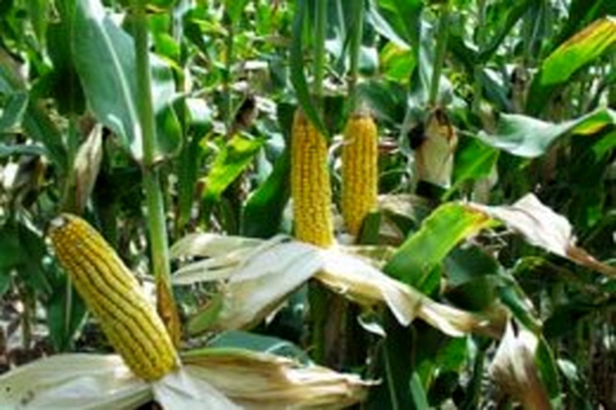 کشت ذرت بومی در ۲۷۵ هکتار از اراضی کشاورزی اهر