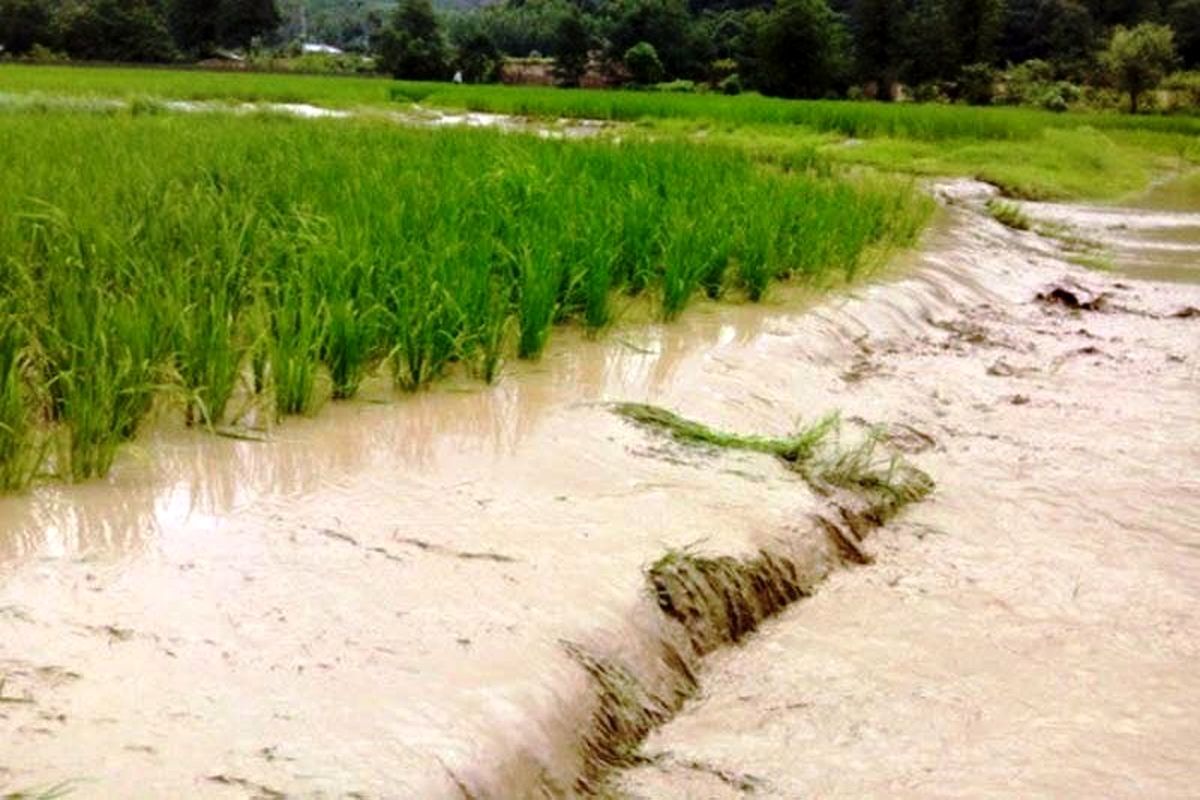 ٧٠٠ میلیارد تومان برآورد اولیه خسارت سیلاب به بخش کشاورزی سیستان وبلوچستان