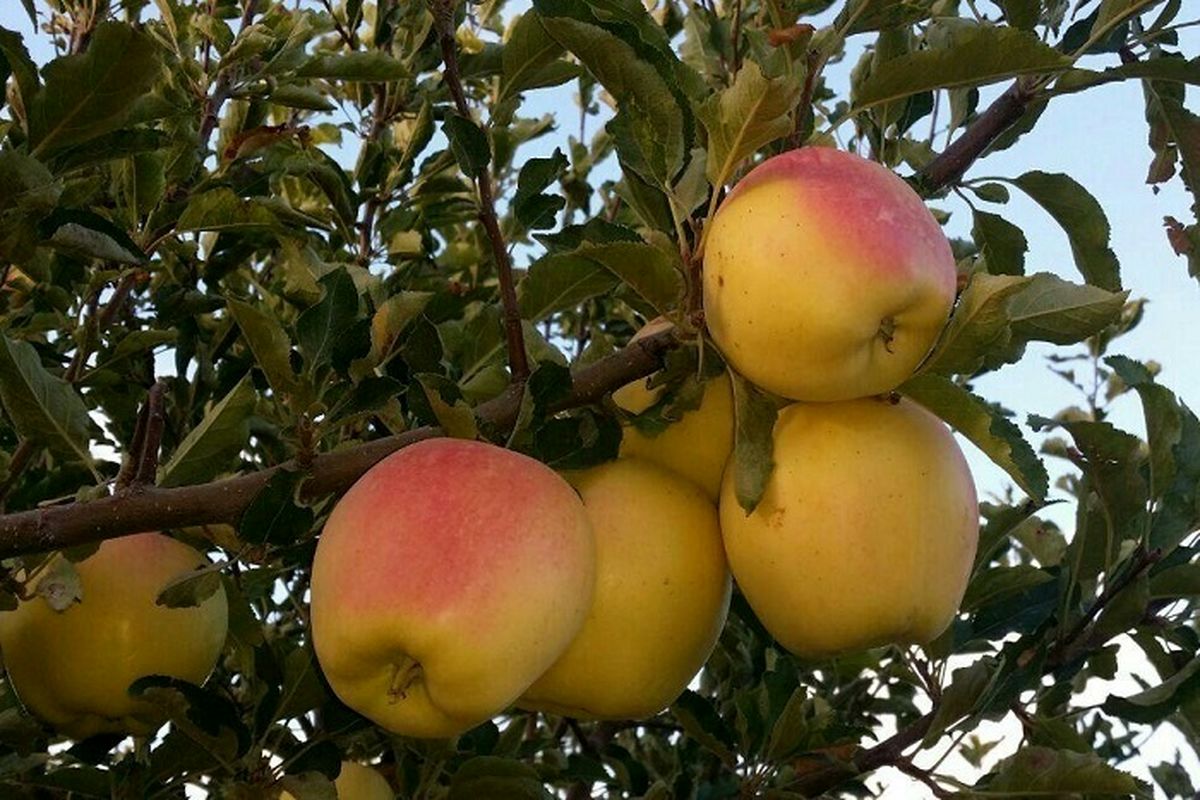 ایران یکی از مراکز اهلی‌سازی سیب در دنیا است