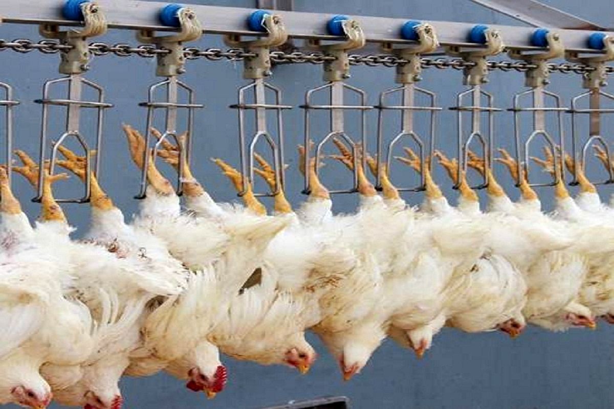 ممنوعیت خروج مرغ زنده یا پرکنده بدون ثبت در سامانه تجارت از آذربایجان غربی
