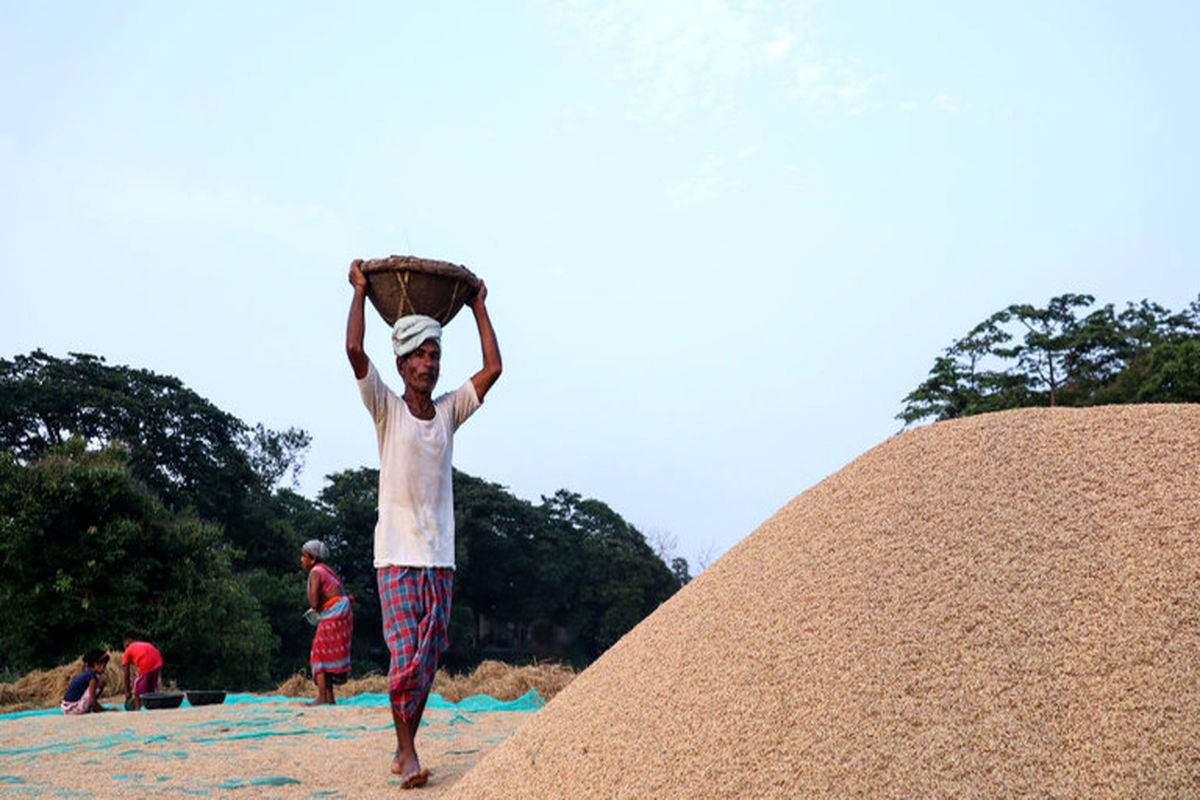 محدودیت صادرات برنج از سوی بزرگترین صادرکننده برنج جهان