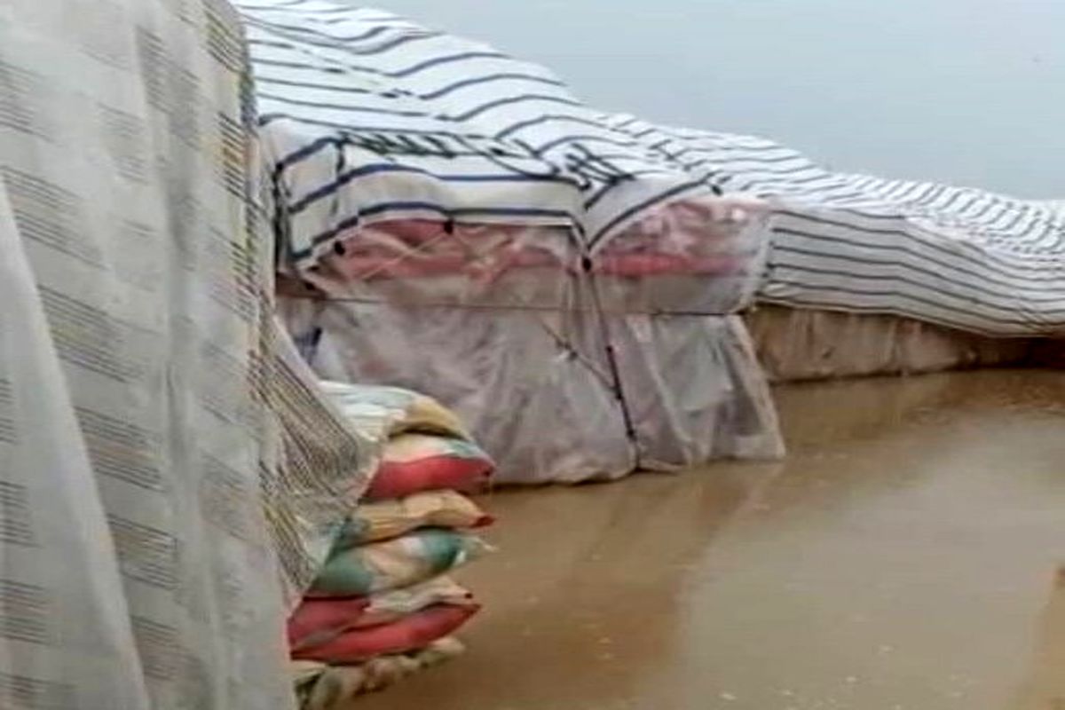 برنج های باران زده به کجا رسید؟