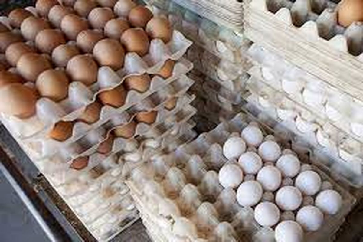 قیمت تخم مرغ در بازارهای میوه وتره بار چقدر است؟