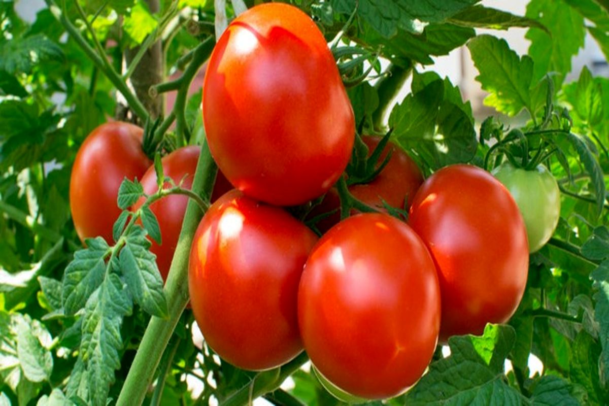 کشت ۵۰ هکتار گوجه‌فرنگی خارج از فصل در دلگان