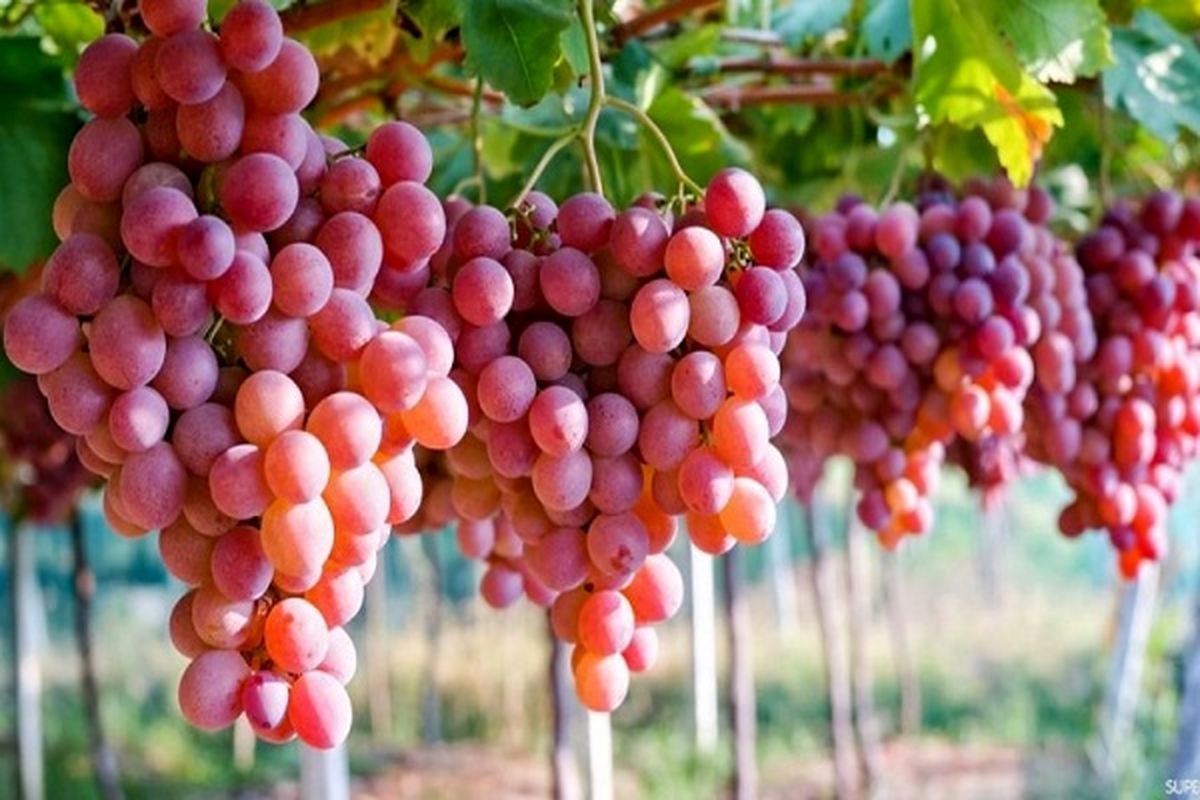 برداشت بیش از ۱۸۰ هزارتن انگور از باغات آذربایجان‌غربی