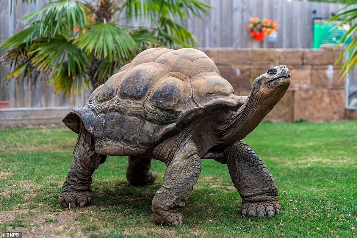 لاک‌پشت ۷۰ ساله با ۸ بچه جلوی انقراض را گرفت + عکس