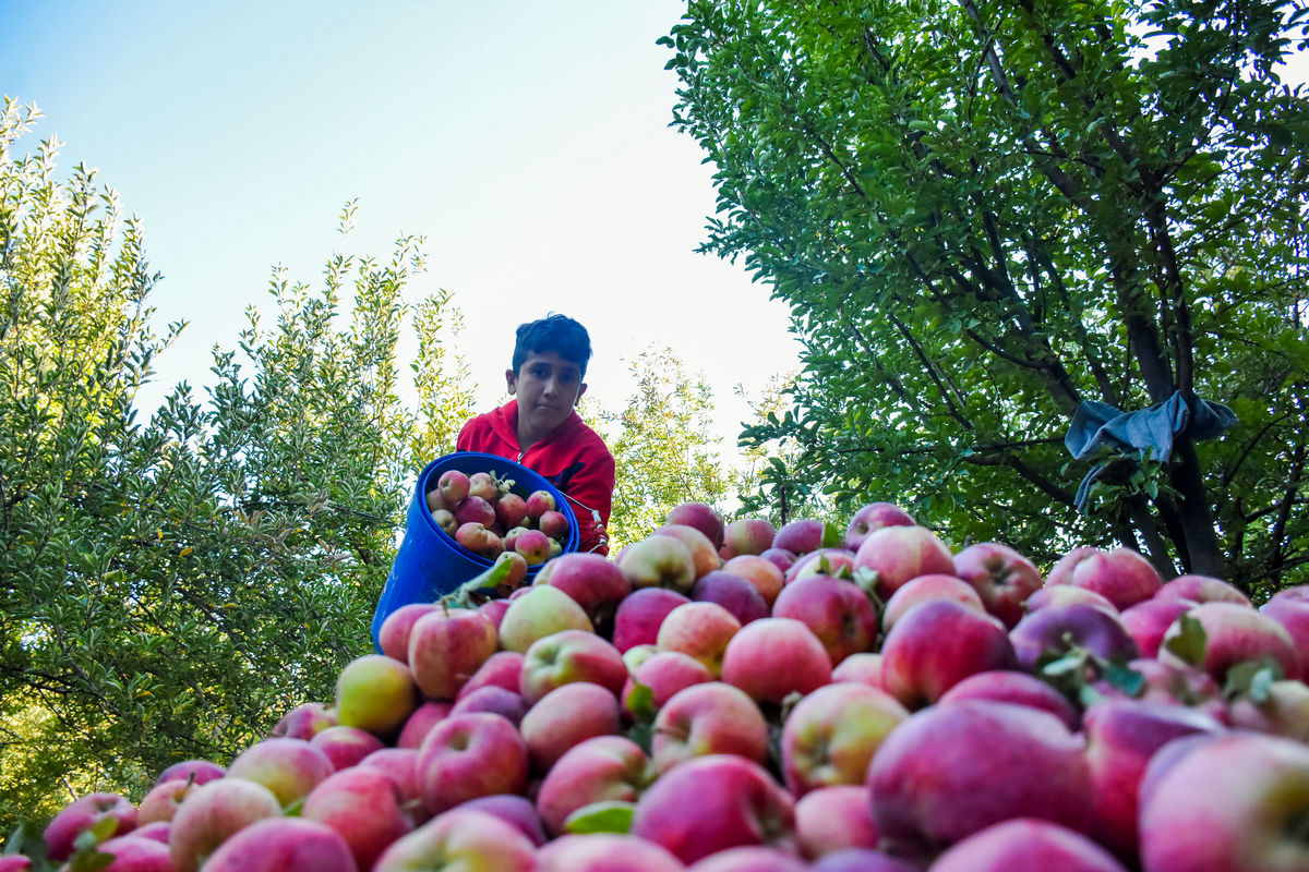 پیش‌بینی تولید یک میلیون تن سیب در آذربایجان‌ غربی