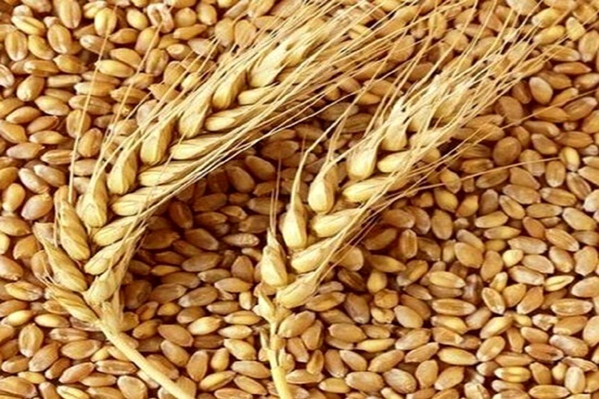 خرید ۳۹ هزارتن گندم مازاد کشاورزان در کهگیلویه و بویراحمد