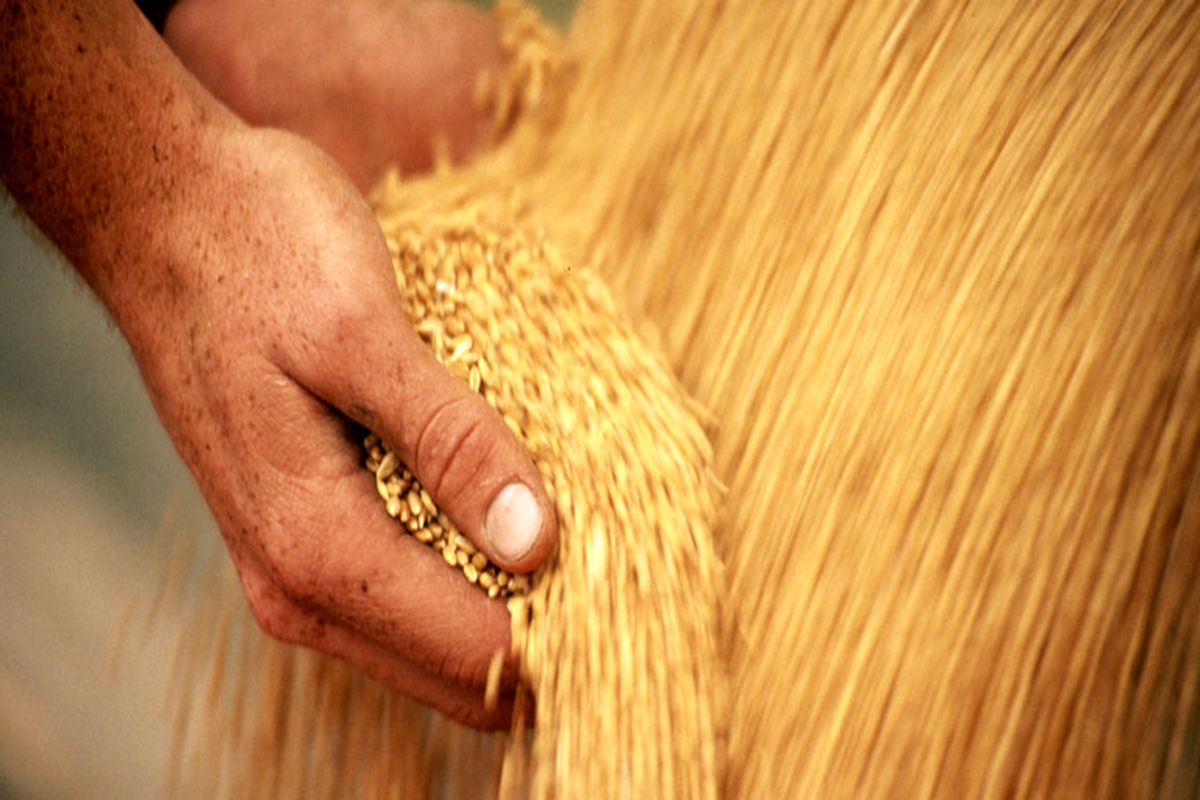 بحران اوکراین، قیمت گندم را افزایش داد