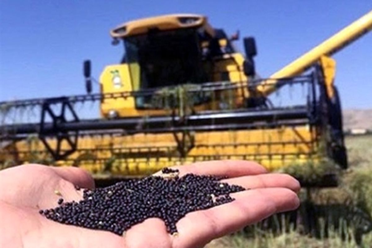 تولید بذرهای با کیفیت دانه‌های روغنی و محصولات کشاورزی با ۱۸ پروژه ملی رونق می‌گیرد