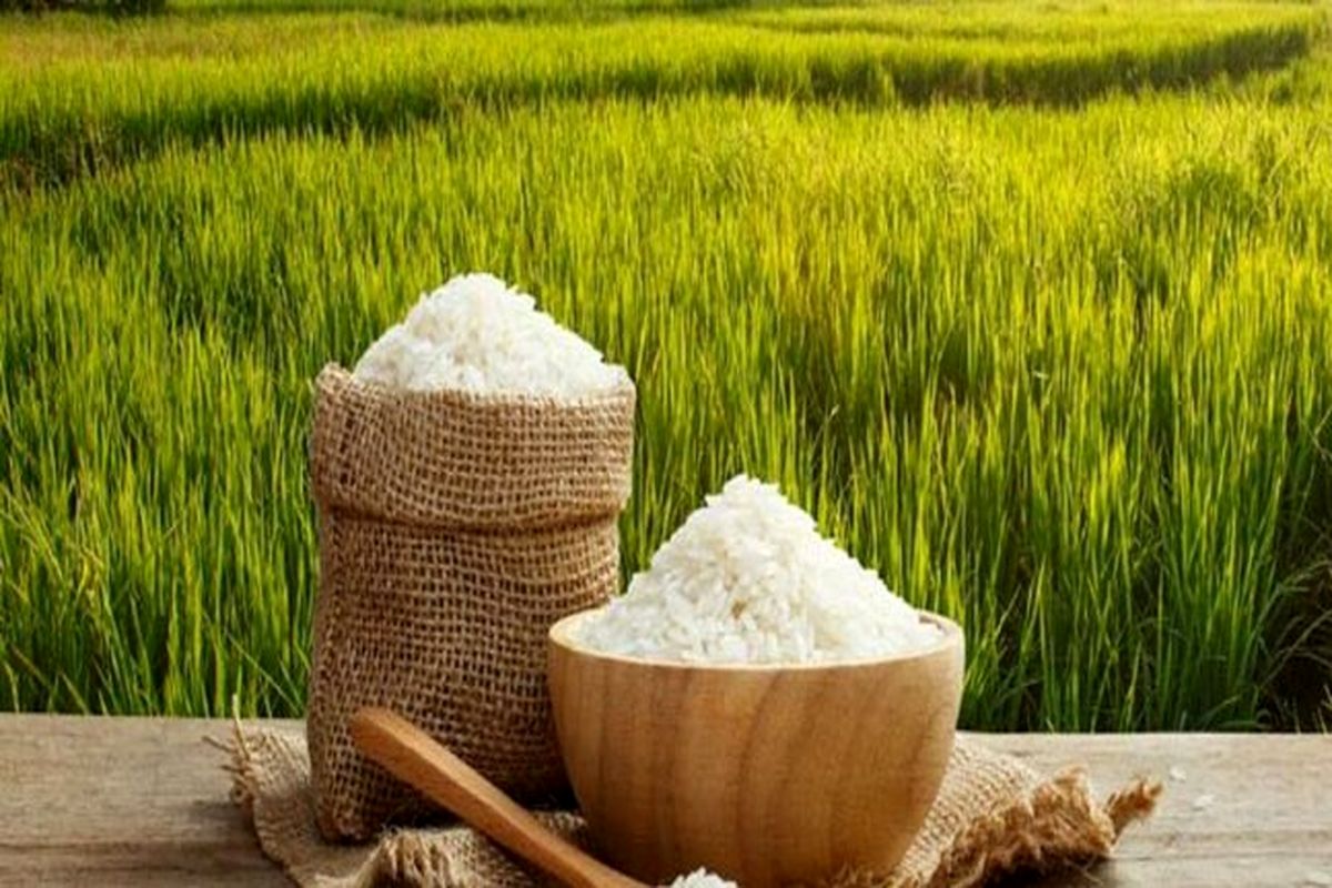 تامین یک سوم برنج مورد نیاز کهگیلویه و بویراحمد در استان