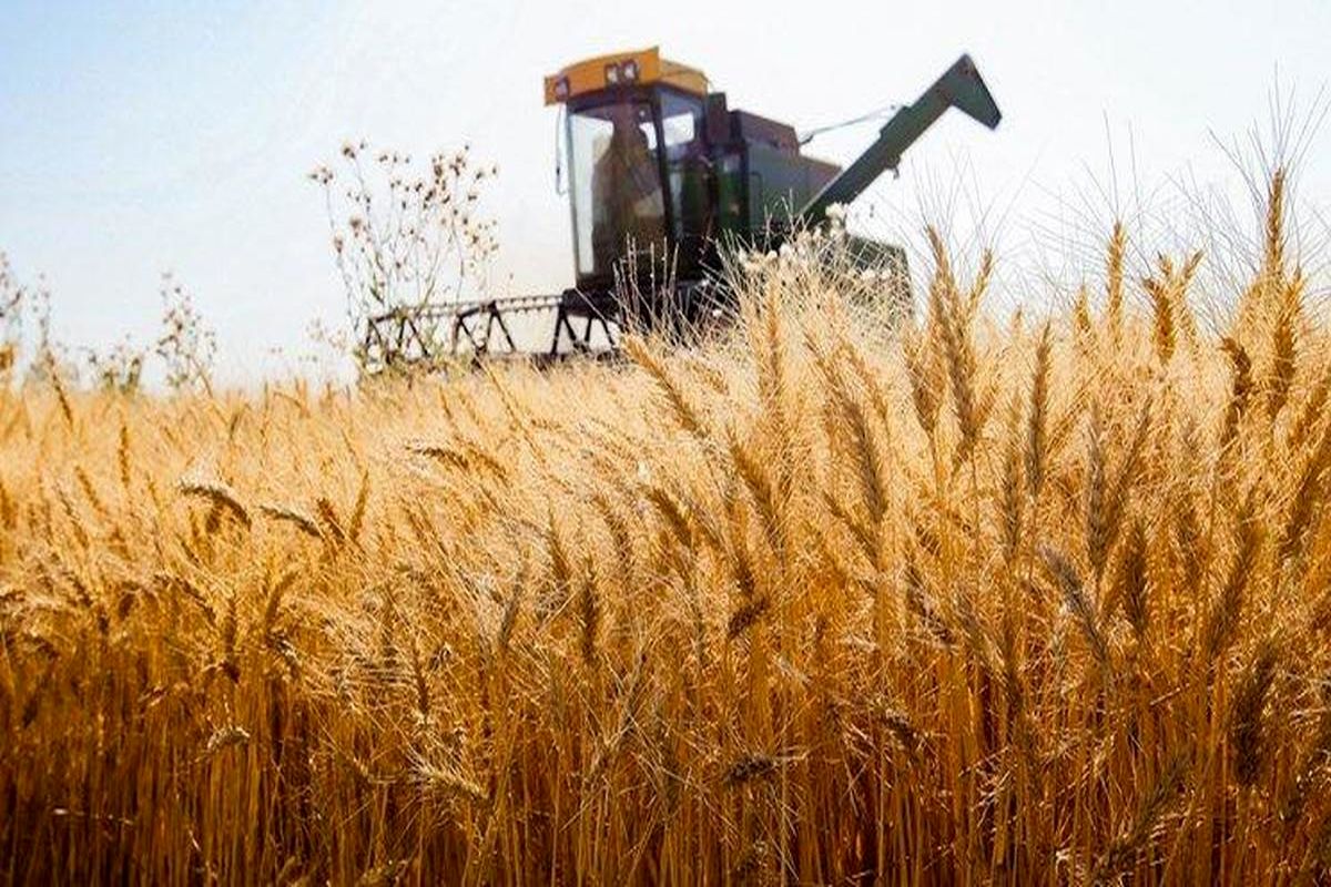افزایش تولید داخل واردات گندم را ۴۰ درصد کاهش داد