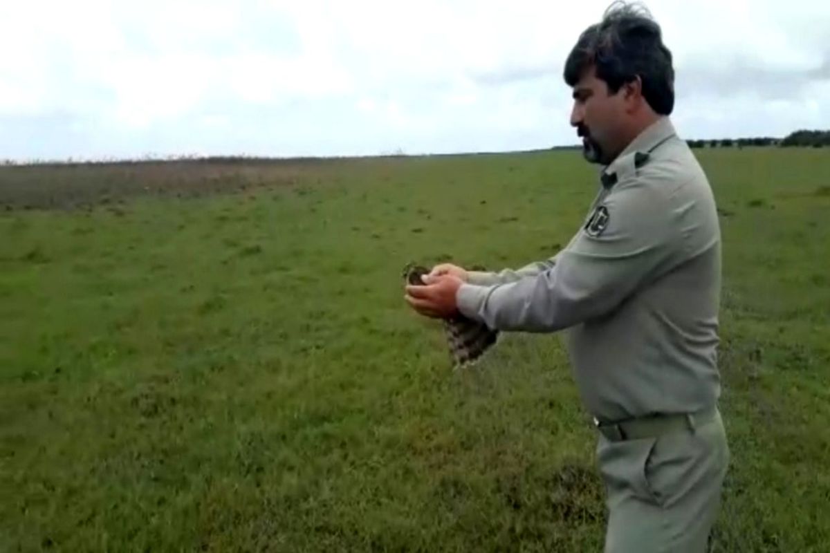 نجات دلیجه کمیاب‌ترین پرنده شکاری در پارک ملی بوجاق کیاشهر+ فیلم