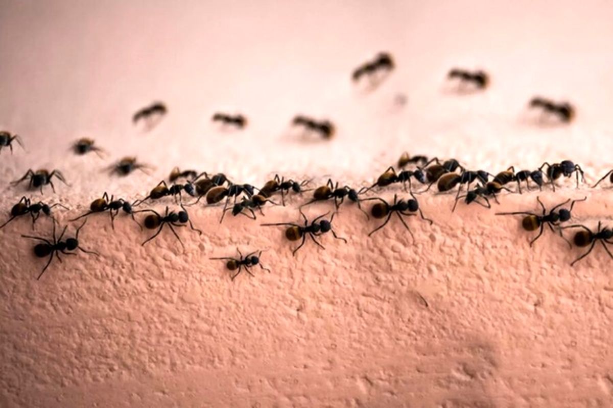 پادشاهی مورچه‌ها در زمین چقدر جمعیت دارد؟