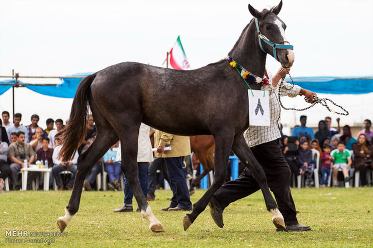 برگزاری جشنواره زیبایی اسب ترکمن
