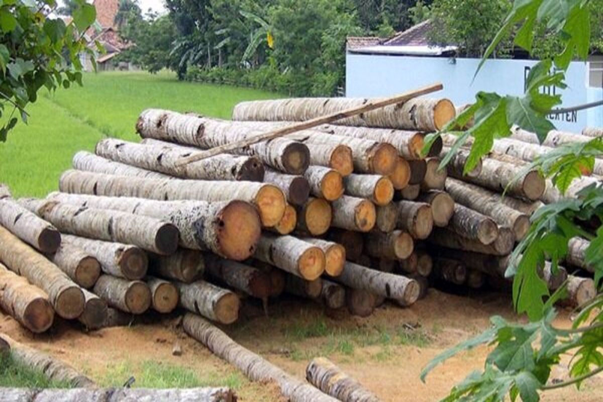طرح زراعت چوب در ۷۸ هکتار از اراضی ملی کهگیلویه و بویراحمد اجرا می شود