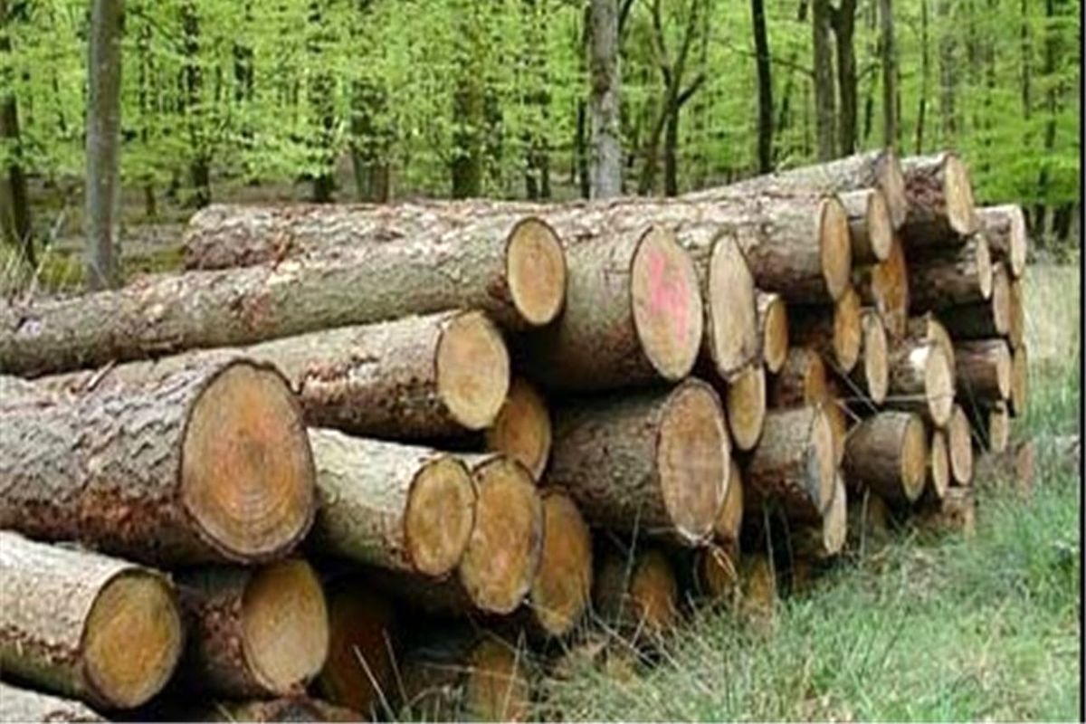 قاچاق ۲۲ تن چوب جنگلی در زنجان
