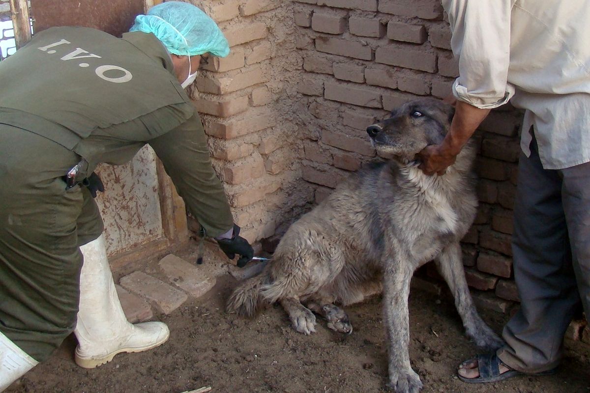 ۱۳۰۰ قلاده سگ صاحب‌دار در مناطق روستایی و عشایری نهاوند واکسینه شدند