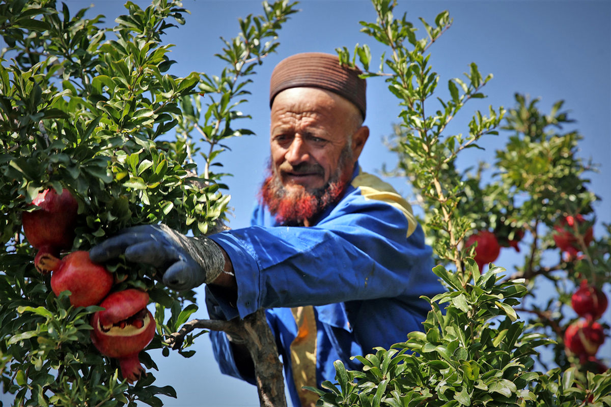 رتبه سوم جهانی ایران در تولید انار