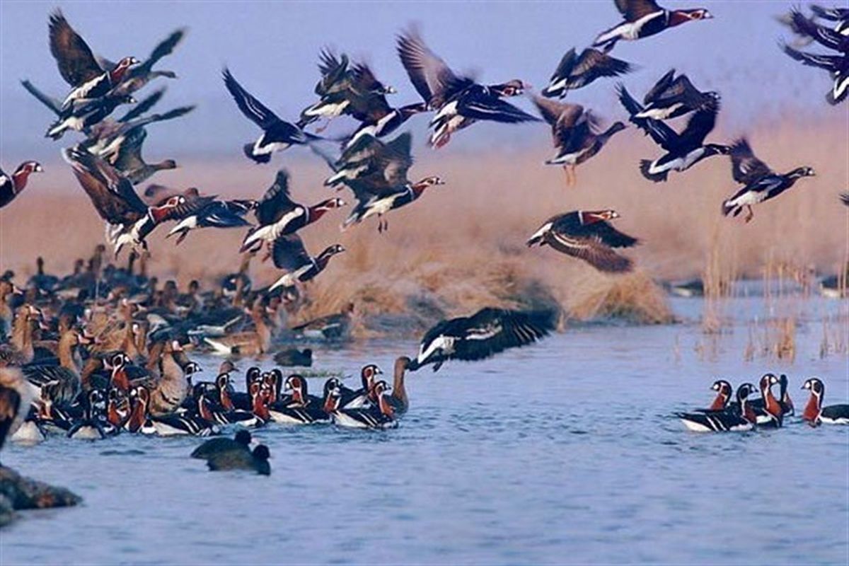 پایش آنفلوآنزای فوق حاد پرندگان مهاجر در آبگیرهای خوزستان آغاز شد