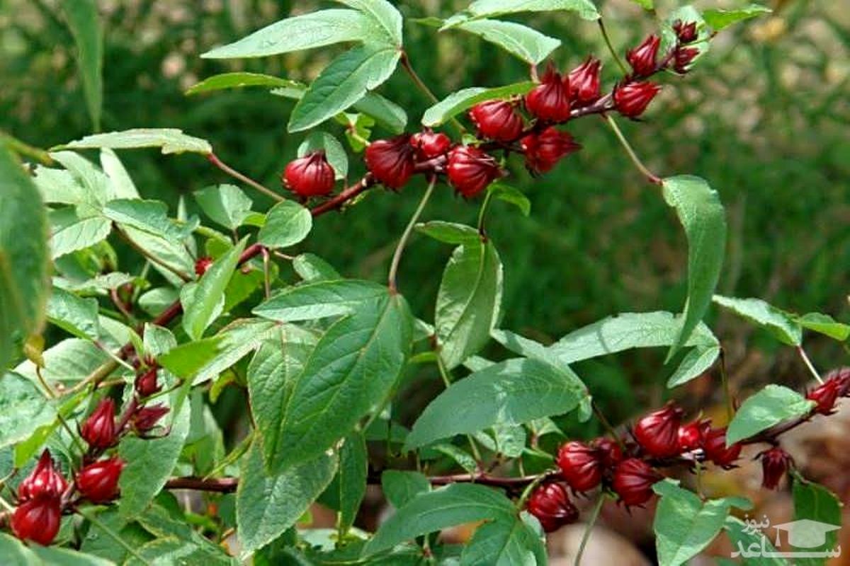 آغاز برداشت چای ترش در سیستان و بلوچستان