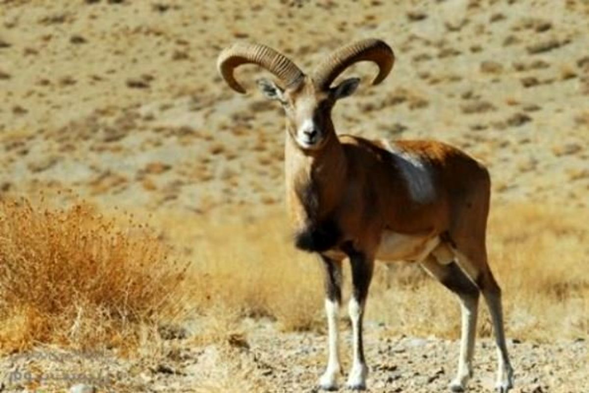 آغاز سرشماری پستانداران پارک ملی دریاچه ارومیه