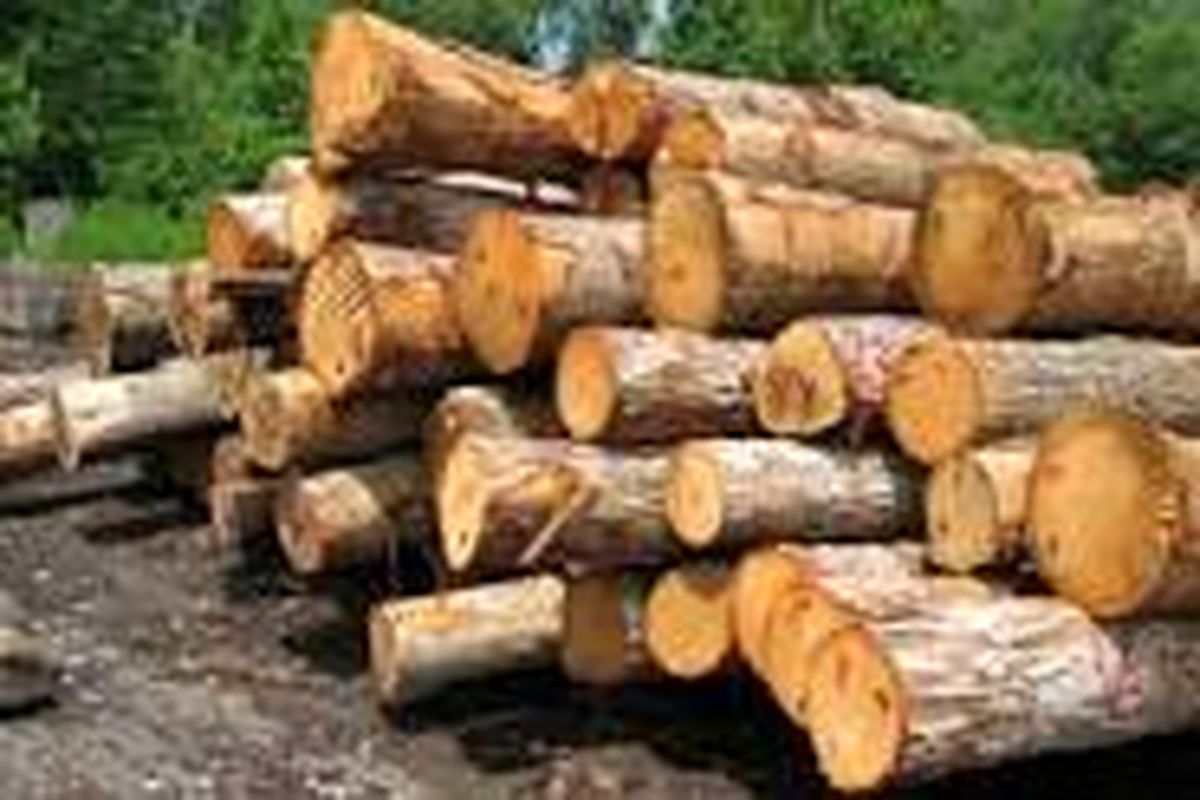 کشف چوب آلات قاچاق جنگلی در استان ایلام
