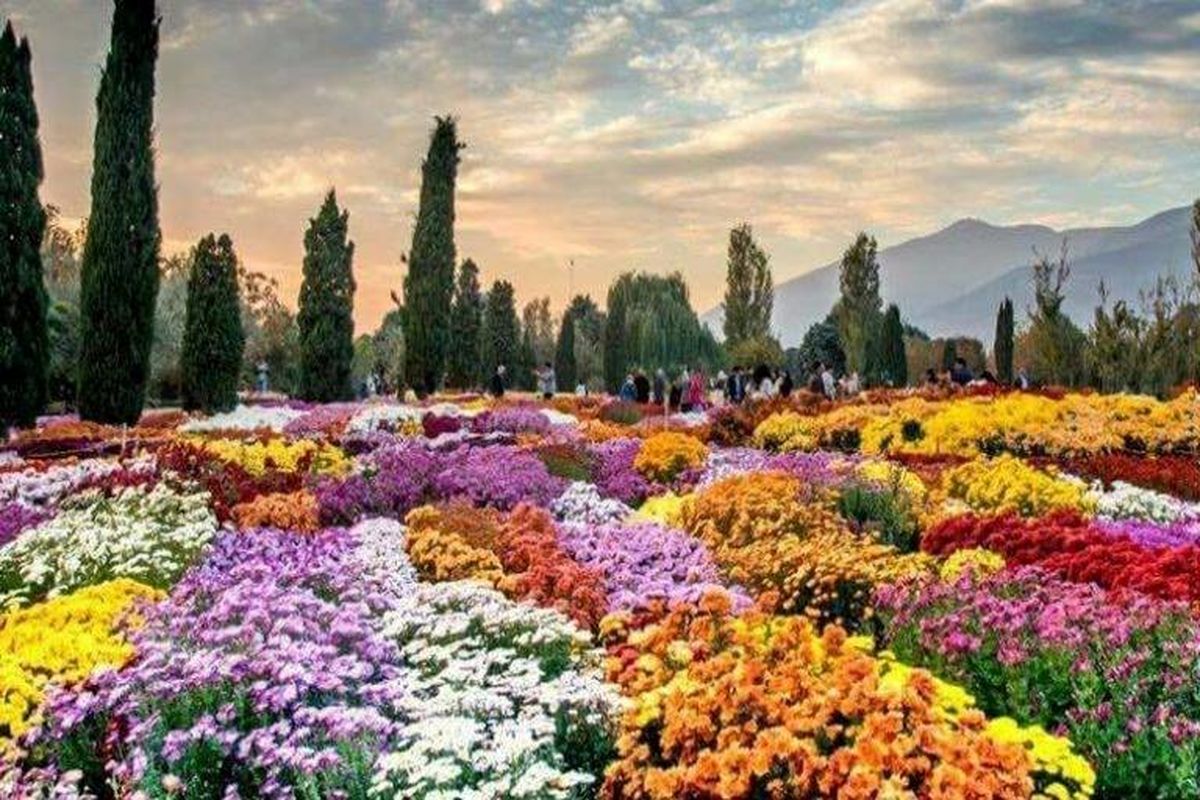 برگزاری جشنواره گل های داودی در منطقه ۲۲ تهران