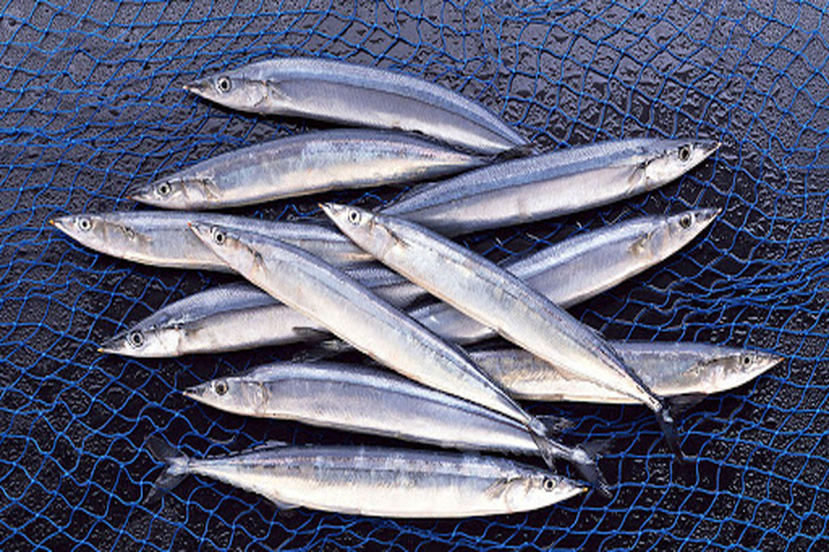 کاهش ۲۲ درصدی صید کلیکا ماهیان دریای خزر