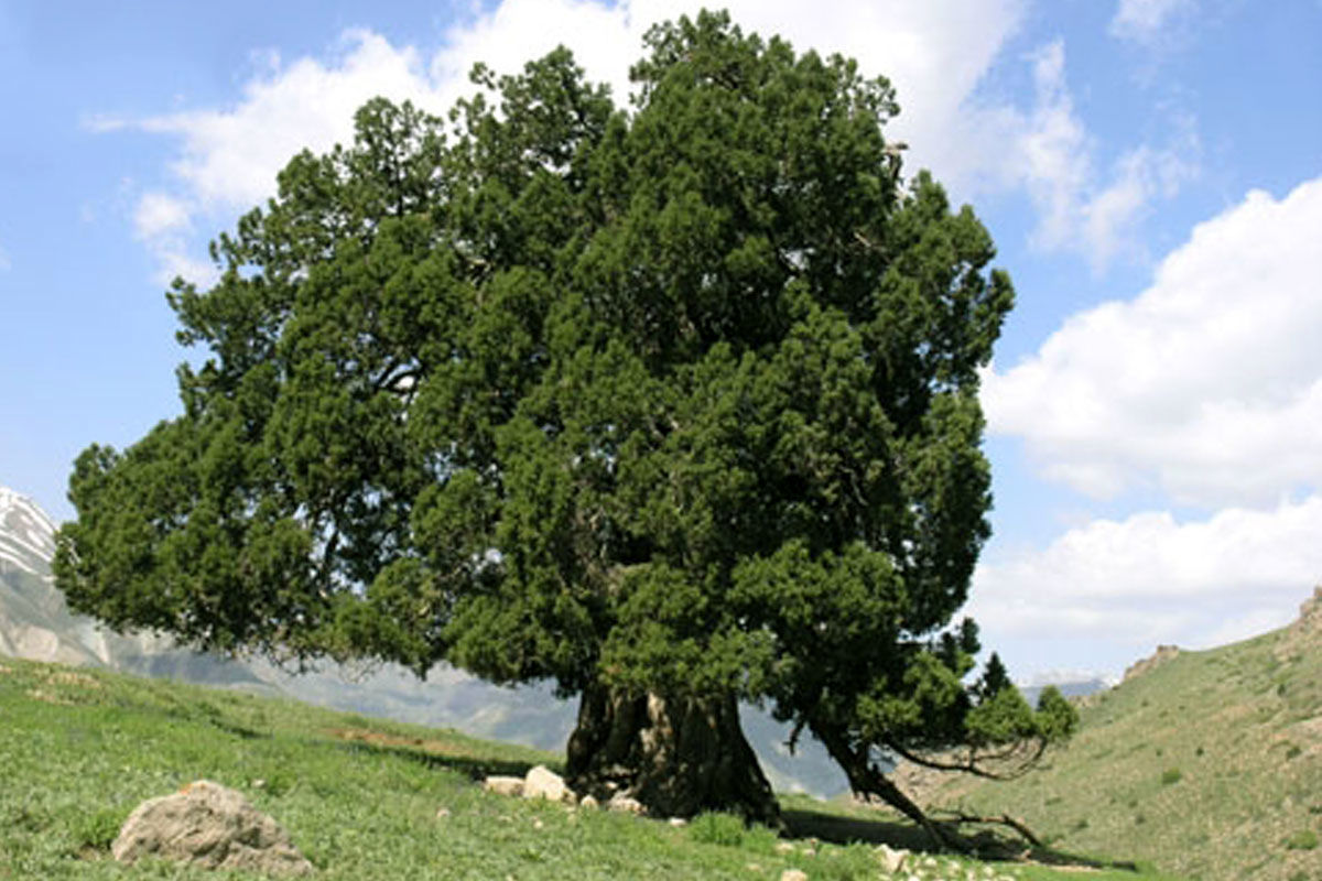 تشدید اقدامات حفاظت از درخت کهنسال اُرس شهرستانک