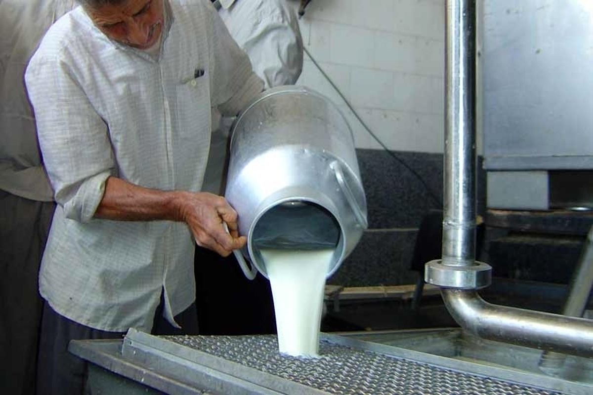 تولید سالانه بیش از ۳۳۰ هزار تُن شیر در آذربایجان غربی