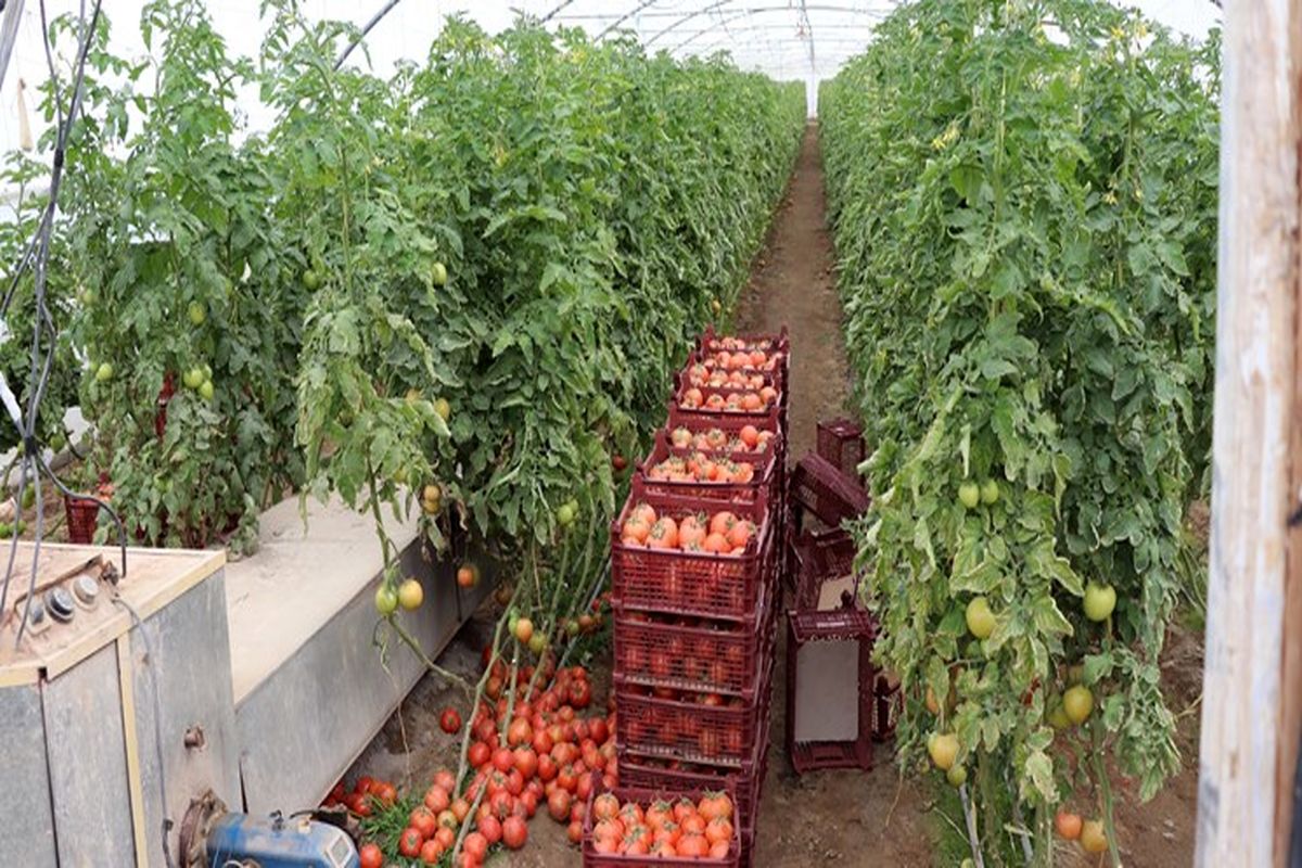 اشتغال ۲۰۰ نفر با تسهیلات کم بهره در سیستان و بلوچستان