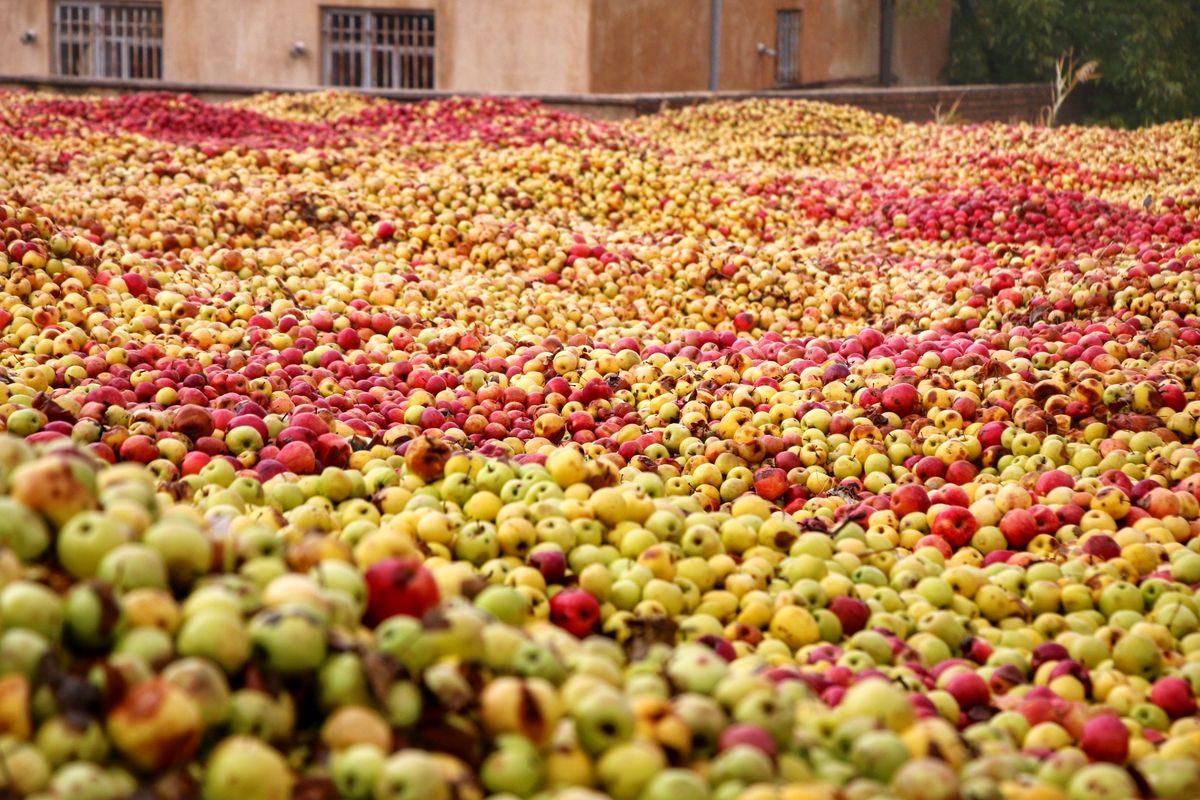 پیش‌بینی برداشت ۳۲۵۰۰ تن سیب درختی در کرمان 